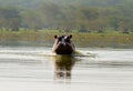 Angry hippo in the water