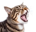 angry hissing tabby cat, isolated background