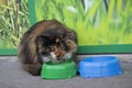 Angry homeless cat eats from a plate