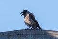 angry hooded crow on top of the roof