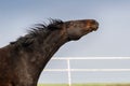 Angry horse portrait Royalty Free Stock Photo