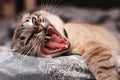 Angry house cat on the bed with an open mouth