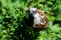 Angry House Sparrow