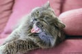 Angry hungry gray big long-haired British cat licking. the cat lies on a pink sofa. Concept weight gain during the New Year