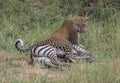 Angry hungry leopard feeding on a zebra in the African Savannah