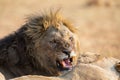 Angry and hungry lion feed on the carcass of dead rhino Royalty Free Stock Photo