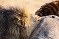 Angry and hungry lion feed on the carcass of dead rhino Royalty Free Stock Photo