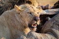 Angry and hungry lion feed on the carcass of dead rhino Royalty Free Stock Photo