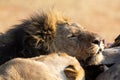 Angry and hungry lion feed on the carcass of dead rhino Royalty Free Stock Photo