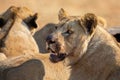 Angry and hungry lioness feed on the carcass of dead rhino Royalty Free Stock Photo