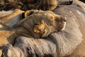 Angry and hungry lioness feed on the carcass of dead rhino Royalty Free Stock Photo