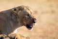 Angry and hungry lioness feed on the carcass of dead rhino Royalty Free Stock Photo