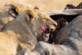 Angry and hungry lioness feed on the carcass of dead rhino Royalty Free Stock Photo