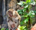 Monkey of batu caves