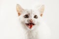 Angry hungry white kitten screams, body out of focus,