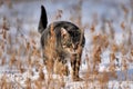 Angry hunting cat on snow. Royalty Free Stock Photo