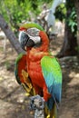 Angry Hybrid Macaw Close-Up Royalty Free Stock Photo