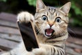 Angry and indignant tabby cat with a mobile phone in his hands.