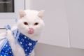 Angry Injured recovering white british cat with orange eyes with tongue out wearing protective bandage after abdominal surgery Royalty Free Stock Photo