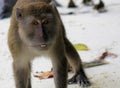 Angry  monkey crab-eating long tailed Macaque, Macaca fascicularis on white sand beach Royalty Free Stock Photo