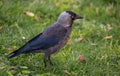 Angry jackdaw bird on green grass