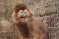 Angry javan lutung Royalty Free Stock Photo