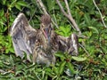 Angry Juvenile Black-crowned Night Heron Royalty Free Stock Photo