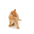 Angry kitten Royalty Free Stock Photo