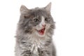 Angry kitten Royalty Free Stock Photo