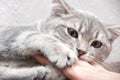 Angry kitten bites the owner. A small playful gray kitten bites the hand of a caucasian woman Royalty Free Stock Photo