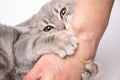 Angry kitten bites the owner. A small playful gray kitten bites the hand of a caucasian woman and looks at the camera Royalty Free Stock Photo