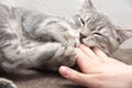 Angry kitten bites the owner& x27;s hand. A small playful gray kitten bites the hand of a caucasian woman. Royalty Free Stock Photo