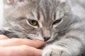 Angry kitten bites the owner's hand. A small playful gray kitten bites the hand of a caucasian woman. The kitten Royalty Free Stock Photo