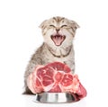 Angry kitten sitting with a bowl of meat. Isolated on white Royalty Free Stock Photo