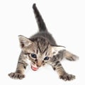 Angry kitten Royalty Free Stock Photo