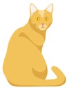 Angry kitten. Yellow cat look from back. Cartoon pet Royalty Free Stock Photo