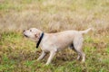 Angry Labrador retriever dog yap someting Royalty Free Stock Photo