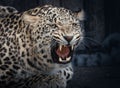 Angry Leopard with Bared-Teeth during Roar