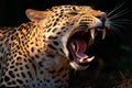 an angry leopard with its mouth open