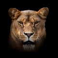 Angry lion portrait on dark background