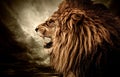 Angry lion Royalty Free Stock Photo