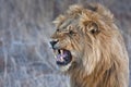 Angry lion snarling Royalty Free Stock Photo