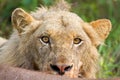 Angry lion stare portrait closeup upset yellow eyes