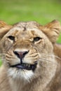 Angry lioness Royalty Free Stock Photo