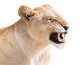 Angry lioness