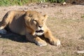 Angry lioness lies on the ground