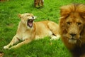 Angry Lioness and Lion