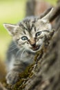 Angry little cat Royalty Free Stock Photo