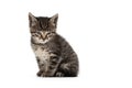 Angry little cat on a white background Royalty Free Stock Photo