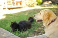 A long hair black cat lying on the grass with a dog golden retriever